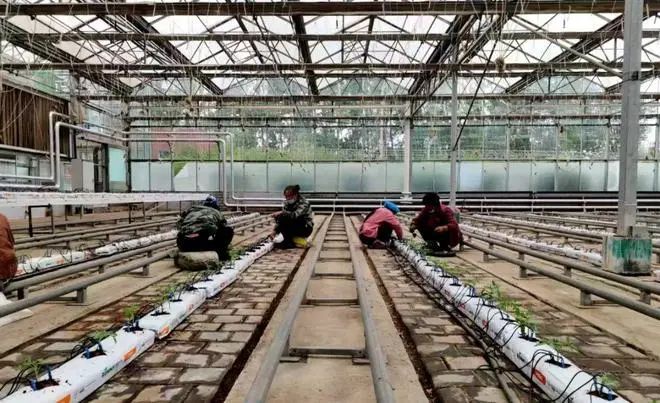 中國工程院院士、中國農業大學教授張福鎖：科技小院為什么行？