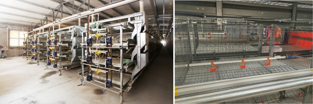 農(nóng)業(yè)農(nóng)村部發(fā)布《肉雞立體養(yǎng)殖技術(shù)指導(dǎo)意見(jiàn)》