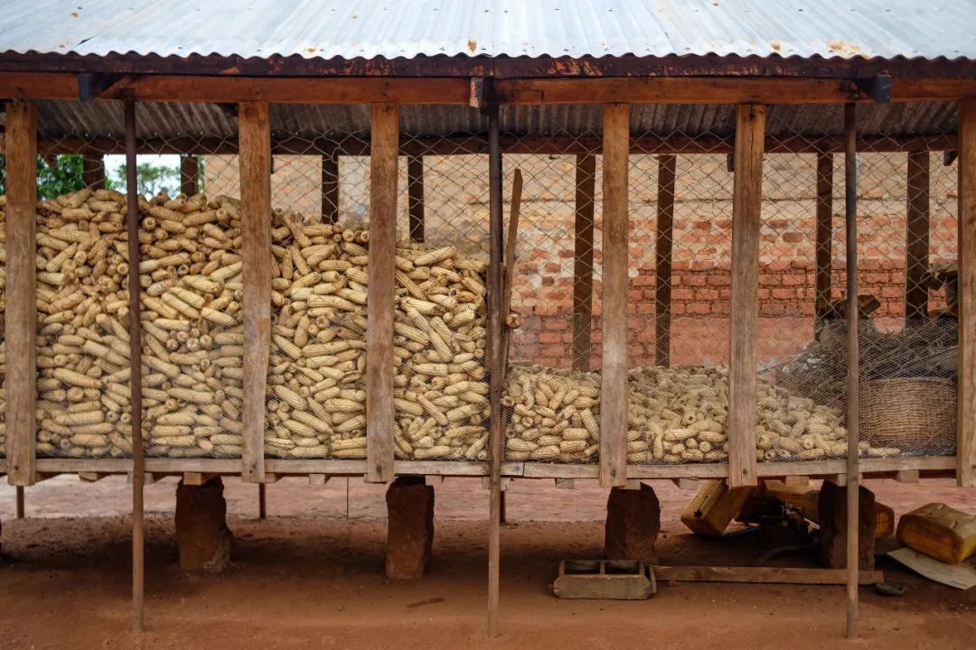 未來十年全球農業(yè)和糧食產量增長預計將放緩 未來十年全球農業(yè)和糧食產量增長預計將放緩