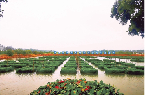 仙桃：一個百億級黃鱔產(chǎn)業(yè)鏈正在形成