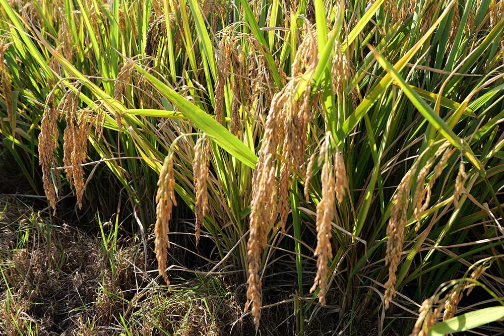 1251.5公斤！超級稻高產(chǎn)新紀錄在四川德昌誕生