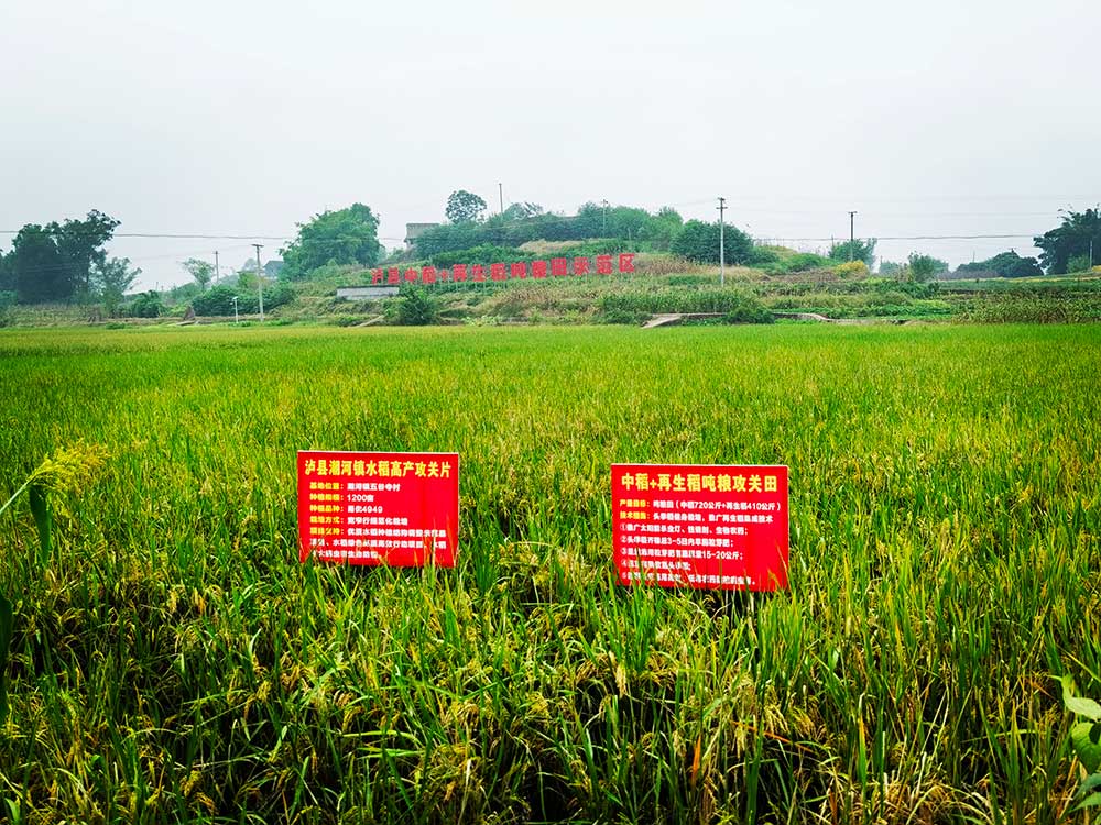 協同提升中稻-再生稻產能 川渝毗鄰地區實現“噸糧田”