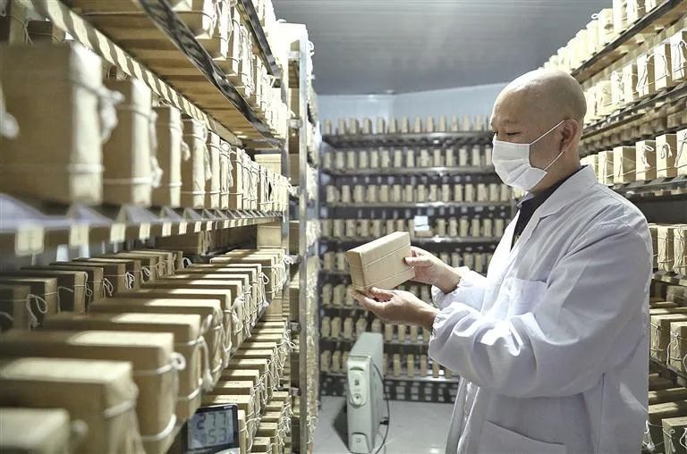 陜西涇陽：茯茶“鏈”動產(chǎn)業(yè)興