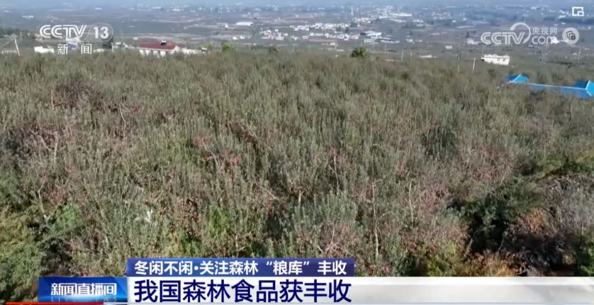 森林“糧庫(kù)”讓中國(guó)飯碗更“豐富”